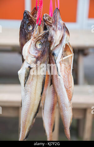 Hwangtae in Korean is the pollack dried during winter season. Stock Photo