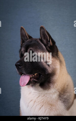 American akita dog portrait at studio on light grey background Stock Photo