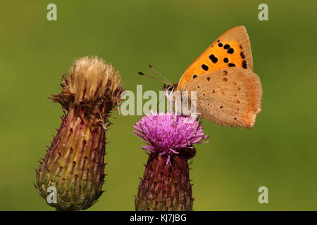 Small Copper butterfly nectaring on Knapweed Stock Photo