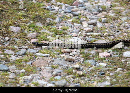The  adder, Vipera berus, is the only poisonous snake in the UK. Stock Photo