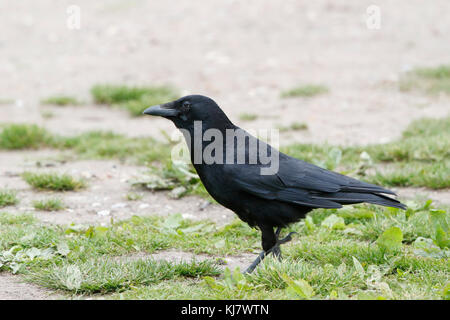 carrion crow Corvus corone adult walking on ground in Norfolk UK Stock Photo