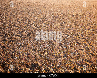 beach floor background texture stones cobbles various wet sun; west mersea, essex, england, uk Stock Photo