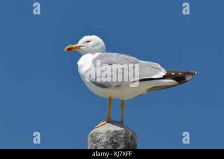 western yellow-legged gull Larus michahellis adult standing on perch, Galicia, Spain Stock Photo