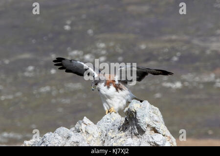 variable hawk Geranoaetus polyosoma adult landing on rock in Falkland Islands Stock Photo