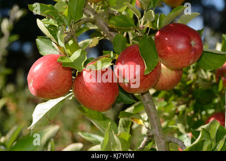 Braeburn apples ready to pick from an orchard in New Zealand Stock Photo