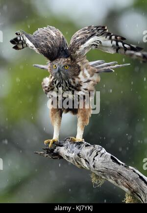 Predator bird on the tree. The changeable hawk-eagle or crested hawk-eagle (Nisaetus cirrhatus) Stock Photo