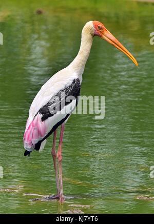Painted stork in green water pond. The painted stork (Mycteria leucocephala) is a large wader in the stork family. Sri Lanka. Stock Photo