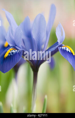 IRIS RETICULATA HARMONY Stock Photo