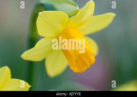 NARCISSUS TETE A TETE Stock Photo