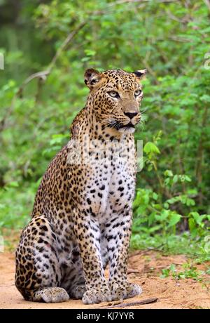 Leopard sitting on a sand road. The Sri Lankan leopard (Panthera pardus kotiya)