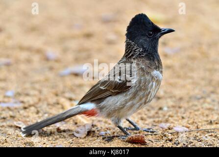 The red-vented bulbul (Pycnonotus cafer) is a member of the bulbul family of passerines. Sri Lanka Stock Photo