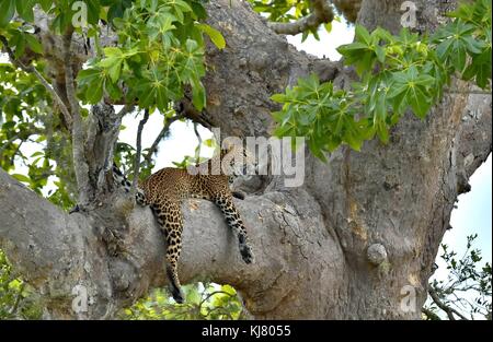 Leopard on a tree. The Sri Lankan leopard (Panthera pardus kotiya) Stock Photo