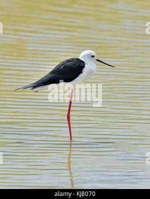 Black-winged stilt - Himantopus Himantopus in the pond. Stock Photo