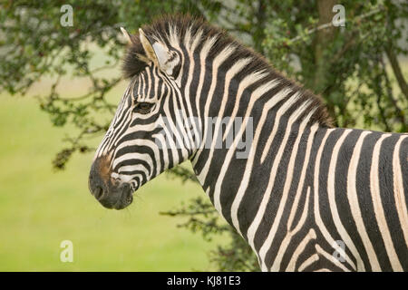 Chapmans zebra at Port Lympne wildlife park in Kent Stock Photo