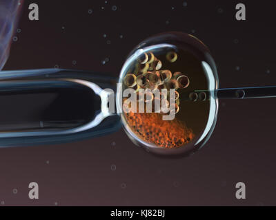 in vitro fertilization Stock Photo