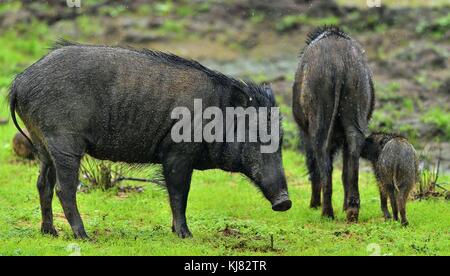 The Indian boar (Sus scrofa cristatus), also known as the Andamanese pig or Moupin pig. Yala national park. Sri Lanka Stock Photo