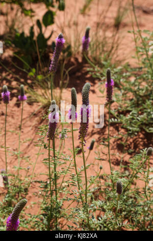 Purple Prairie Clover seen along the Timber Creek Overlook Trail on NW side of Zion National Park Stock Photo