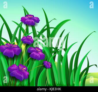 Illustration of a violet flowers in the garden Stock Vector