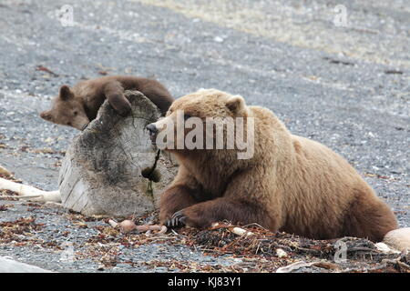 Momma Bear and cub relaxing on the beach on Ninagiak Island, Katmani National Park, Alaska Stock Photo