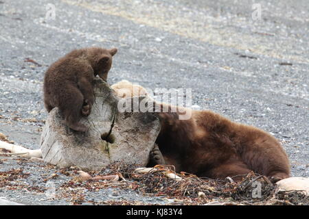 Mother bear and cub resting on a weather worn tree stump on Ninagiak Island, Hallo Bay, Katmai National Park, Alaska Stock Photo