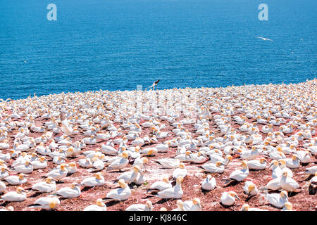 Overlook of many white Gannet birds colony nesting on cliff on Bonaventure Island in Perce, Quebec, Canada by Gaspesie, Gaspe region with one landing Stock Photo
