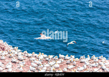 Overlook of white Gannet birds colony nesting on cliff on Bonaventure Island in Perce, Quebec, Canada by Gaspesie, Gaspe region with one bird flying a Stock Photo