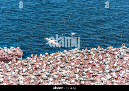 Overlook of white Gannet birds colony nesting on cliff on Bonaventure Island in Perce, Quebec, Canada by Gaspesie, Gaspe region with one bird flying a Stock Photo