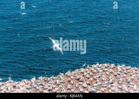 Overlook of white Gannet birds colony nesting on cliff on Bonaventure Island in Perce, Quebec, Canada by Gaspesie, Gaspe region with one bird flying a Stock Photo