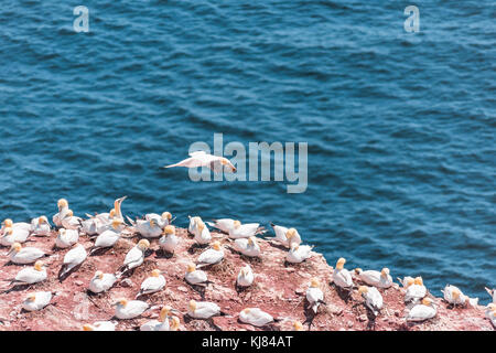 Overlook of many white Gannet birds colony nesting on cliff on Bonaventure Island in Perce, Quebec, Canada by Gaspesie, Gaspe region with one landing Stock Photo