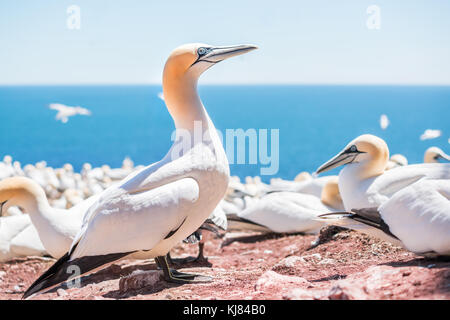 Closeup of curious white Gannet bird nesting with blue eyes on Bonaventure Island in Perce, Quebec, Canada by Gaspesie, Gaspe region Stock Photo