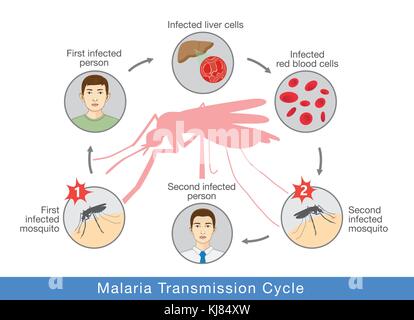 Illustration showing Malaria transmission cycle. Stock Vector