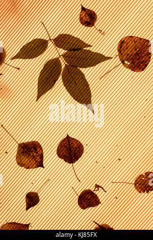 Fallen leaves on orange plastic roof with individual leaf patterns and copy space area for autumn fall based designs and backgrounds Stock Photo