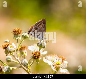 Long Tailed Blue Butterfly Lampides boeticus on Bramble blossom at Riaza, Segovia, Spain Stock Photo
