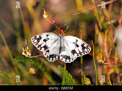 Iberian Marbled White butterfly Melanargla lachesls in central Spain Stock Photo