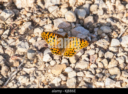 Queen of Spain Fritillary butterfly  Issoria lathonia butterfly basking in sun in the Spanish countryside on the floor at Riaza in central Spain