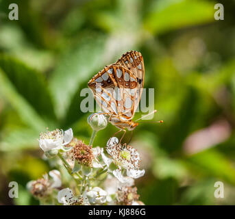 Queen of Spain Fritillary butterfly Issoria lathonia on bramble blossom flower  in the Spanish countryside at Riaza in central Spain