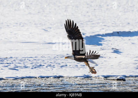Bald Eagle flying with salmon carcass in the Chilkat Bald Eagle Preserve in Southeast Alaska. Stock Photo