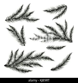 Pine tree branches isolated on white. Vector illustration. Stock Vector