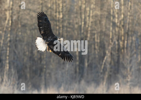 Juvenile Bald Eagle in flight searching for salmon in the Chilkat Bald Eagle Preserve in Southeast Alaska. Stock Photo
