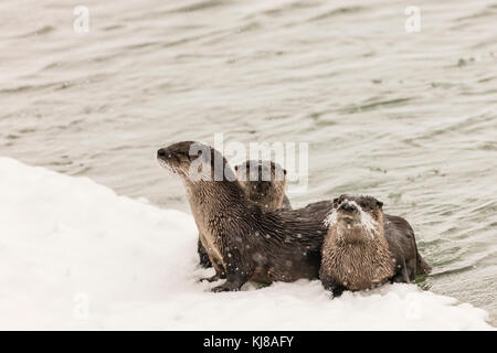 Curious River Otter family on ice edge along the Chilkat River in Haines in Southeast Alaska. Stock Photo