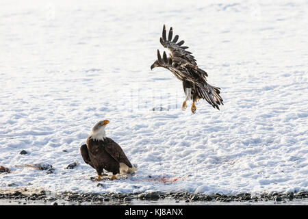 Juvenile Bald Eagle flies over another eagle foraging on Chum salmon along the Chilkat River in the Chilkat River Bald Eagle Preserve in Alaska. Stock Photo