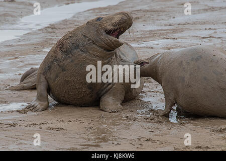 A fierce battle between a bull and a cow grey gray seals with the cow biting the flesh and pain on the face of the bull Stock Photo
