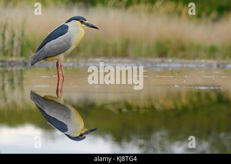 Black-crowned night heron (Nycticorax nycticorax), adult heron stands in the water, National Park Kiskunsag, Hungary Stock Photo