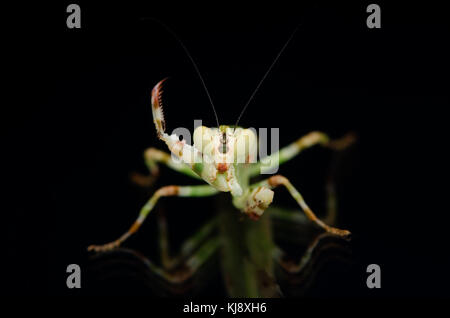 male banded flower mantis. Theopropus elegans, praying mantis malaysia ...