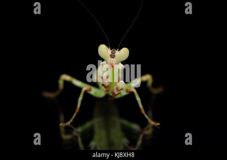 male banded flower mantis. Theopropus elegans, praying mantis malaysia ...