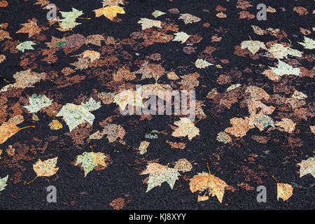 Street pavement with fallen sycamore leaves imprinted in black asphalt, background photo texture Stock Photo