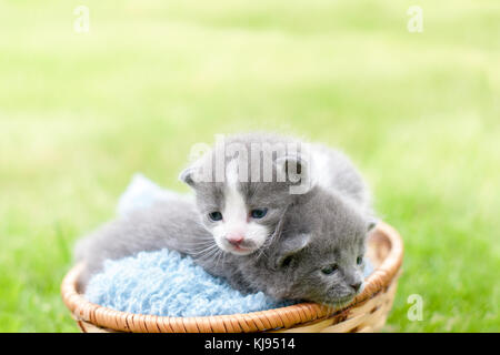 Two grey kittens in a wooden basket