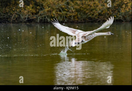 Swan Cygnet (Cygnus olor) taking off from a lake in Autumn in West Sussex, England, UK. Stock Photo