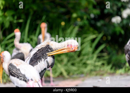 Milky Stork Self Grooming On A Sunny Morning