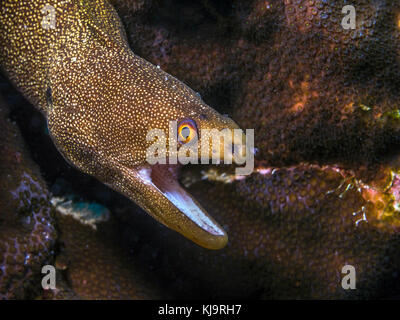 Gymnothorax miliaris, the goldentail moray or conger moray, is a species of marine fish in the family Muraenidae Stock Photo